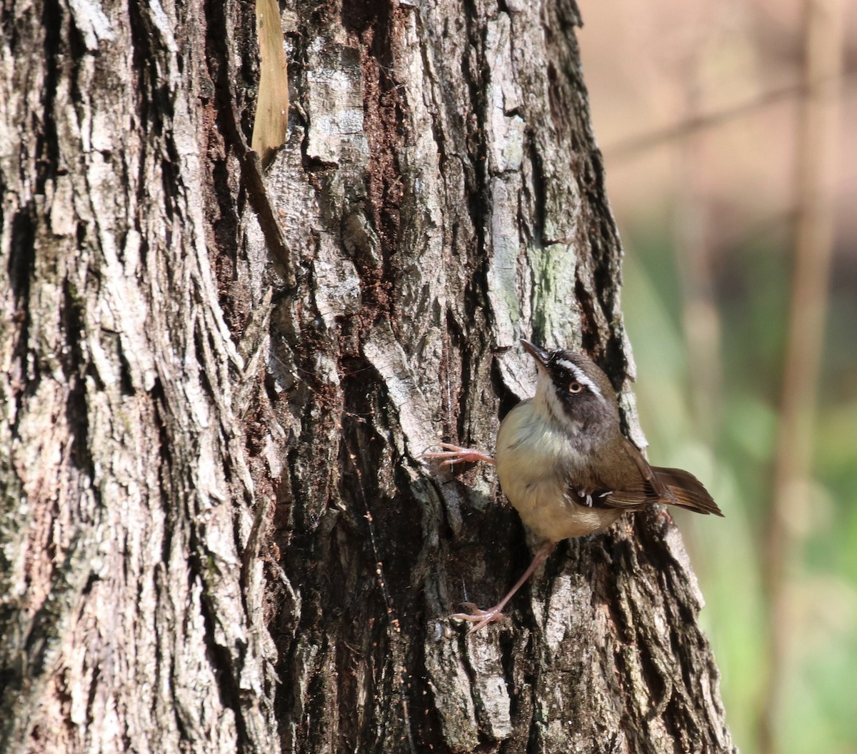 White-browed Scrubwren - ML281433651