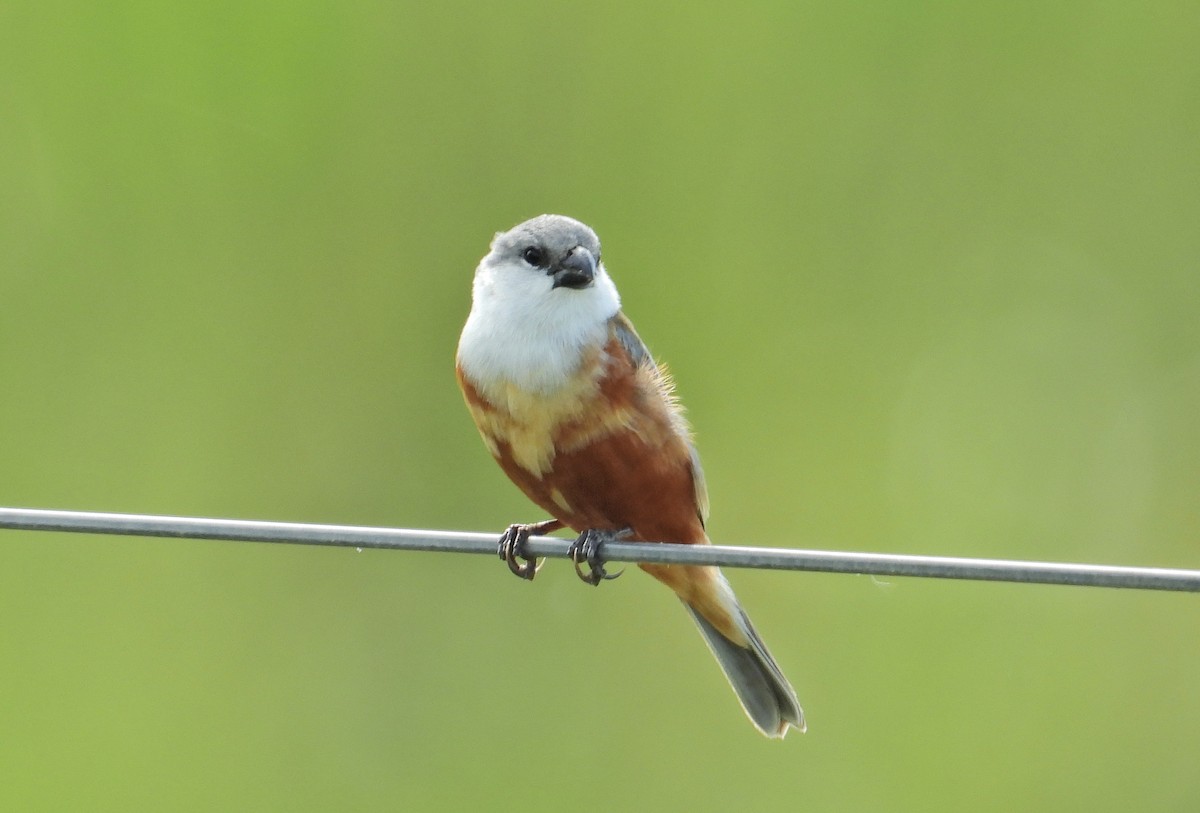 Marsh Seedeater - ML281433861