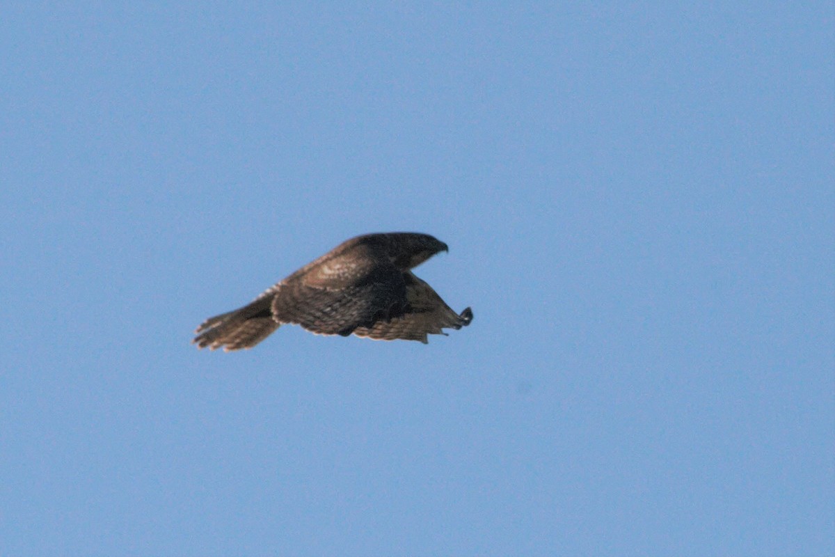 Red-tailed Hawk - Frank Severson