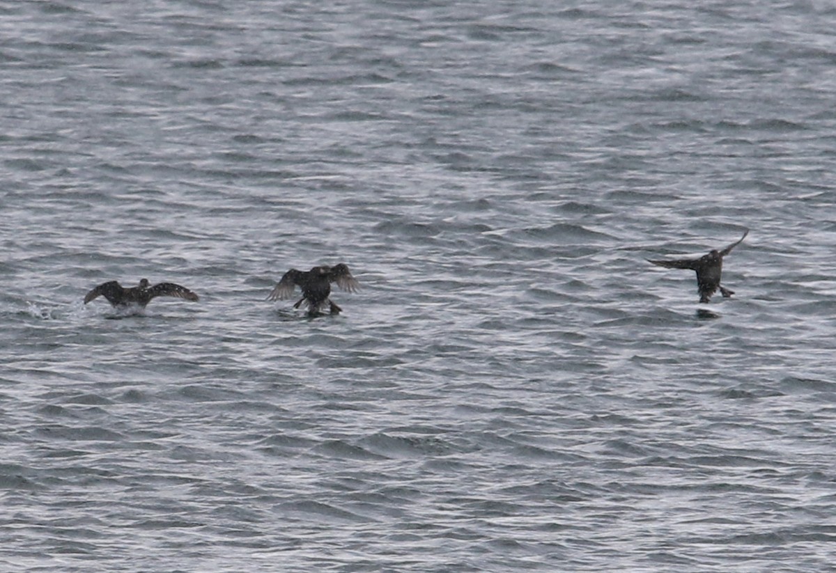 Black Scoter - ML281435511