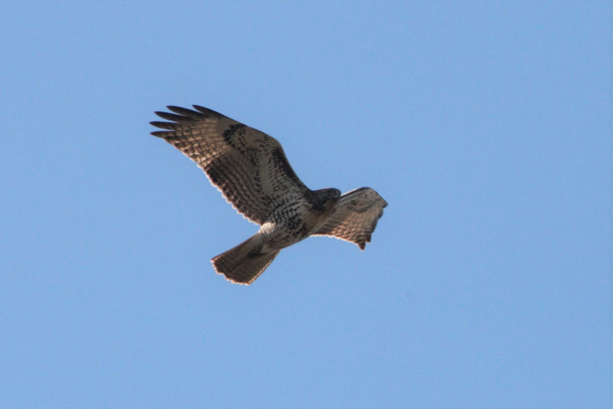 Red-tailed Hawk - Frank Severson