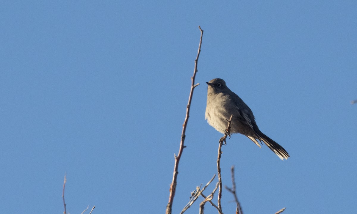 Townsend's Solitaire - ML281438141