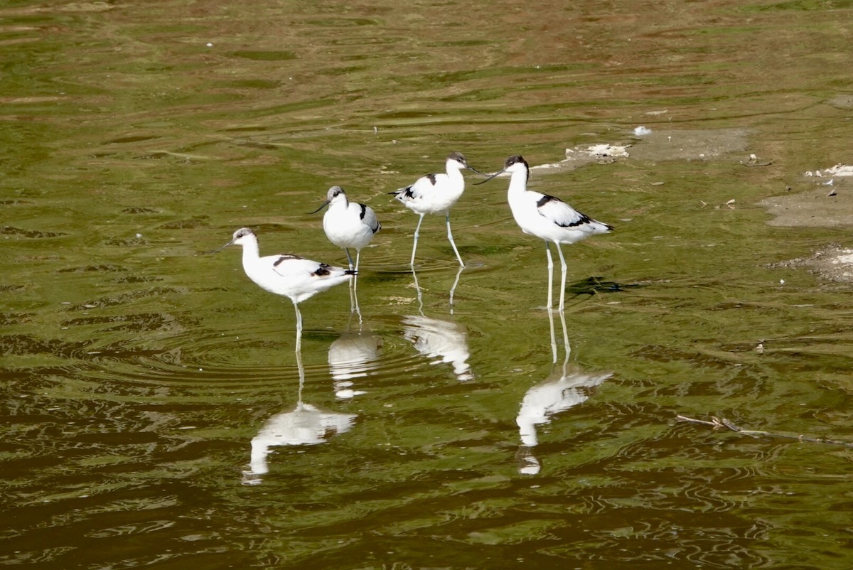 Pied Avocet - ML281441581