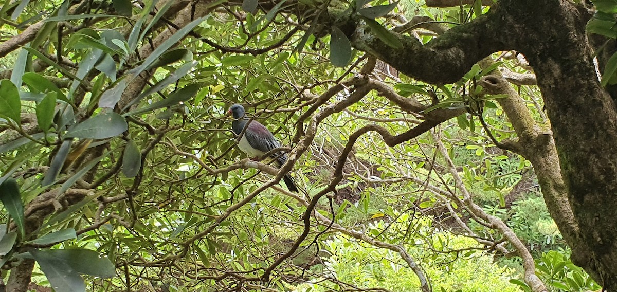 Chatham Island Pigeon - ML281441641