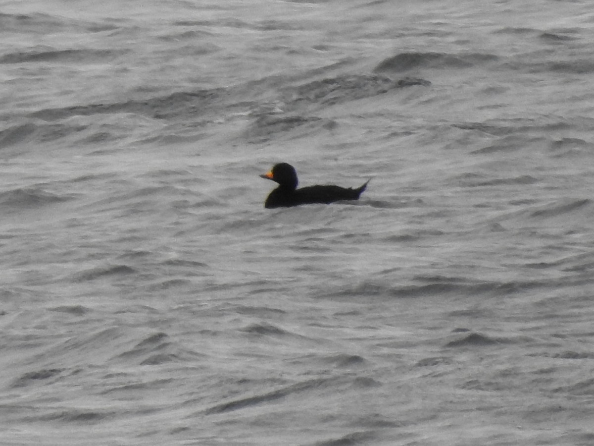 Black Scoter - ML281442681