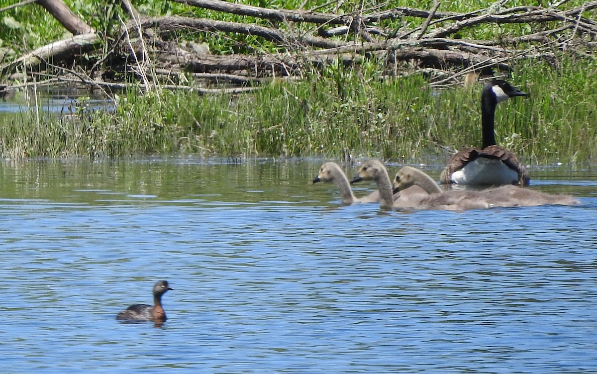 New Zealand Grebe - David Riddell