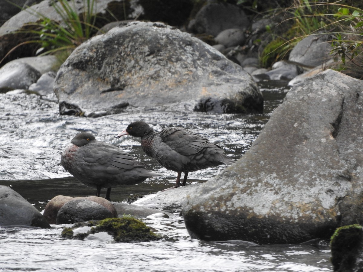 Blue Duck - ML281444331