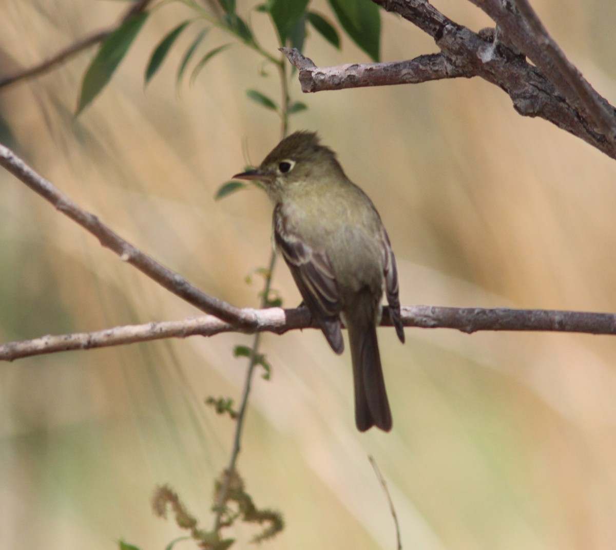 Western Flycatcher (Cordilleran) - ML281445721