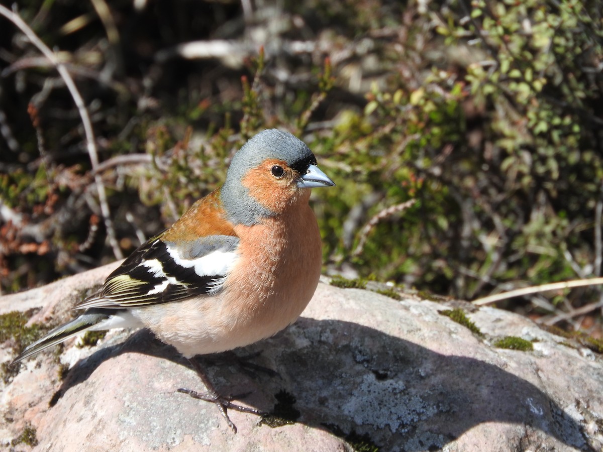Common Chaffinch - ML281445751
