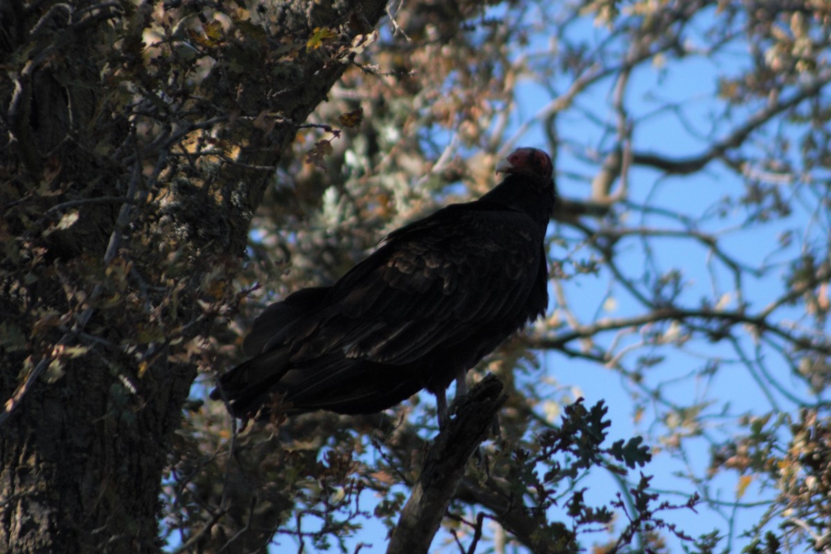 Turkey Vulture - ML281445991