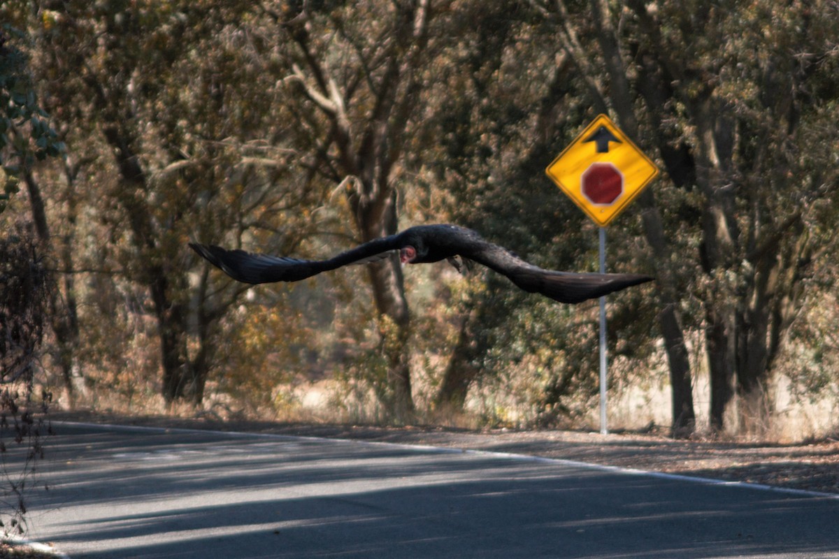 Turkey Vulture - ML281446001