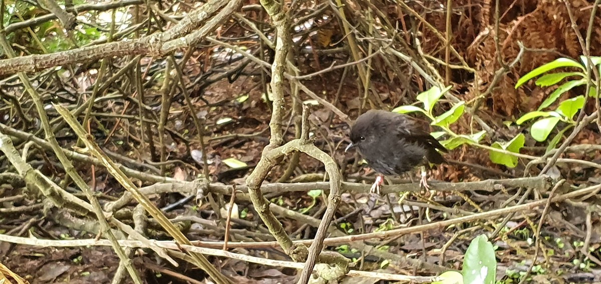 Black Robin - ML281446151