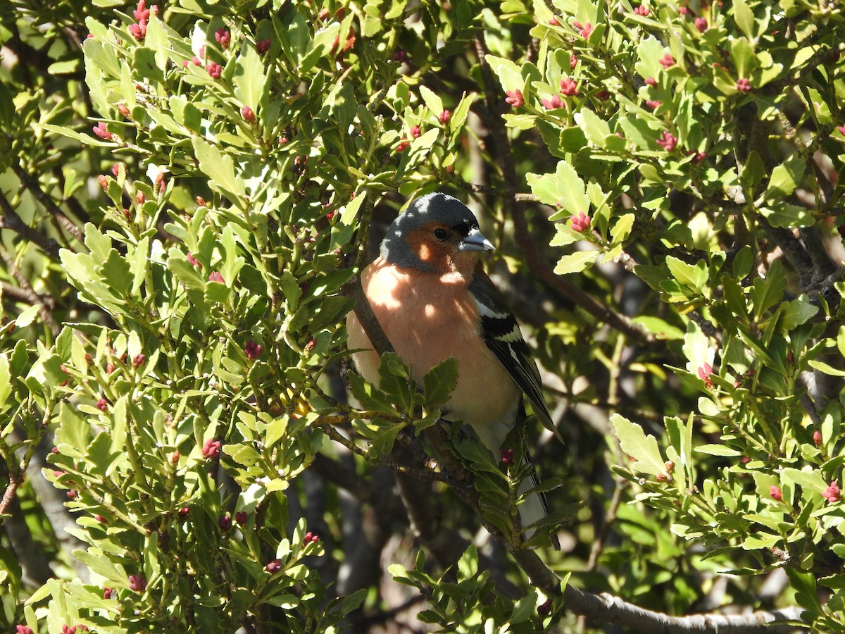 Common Chaffinch - ML281446791