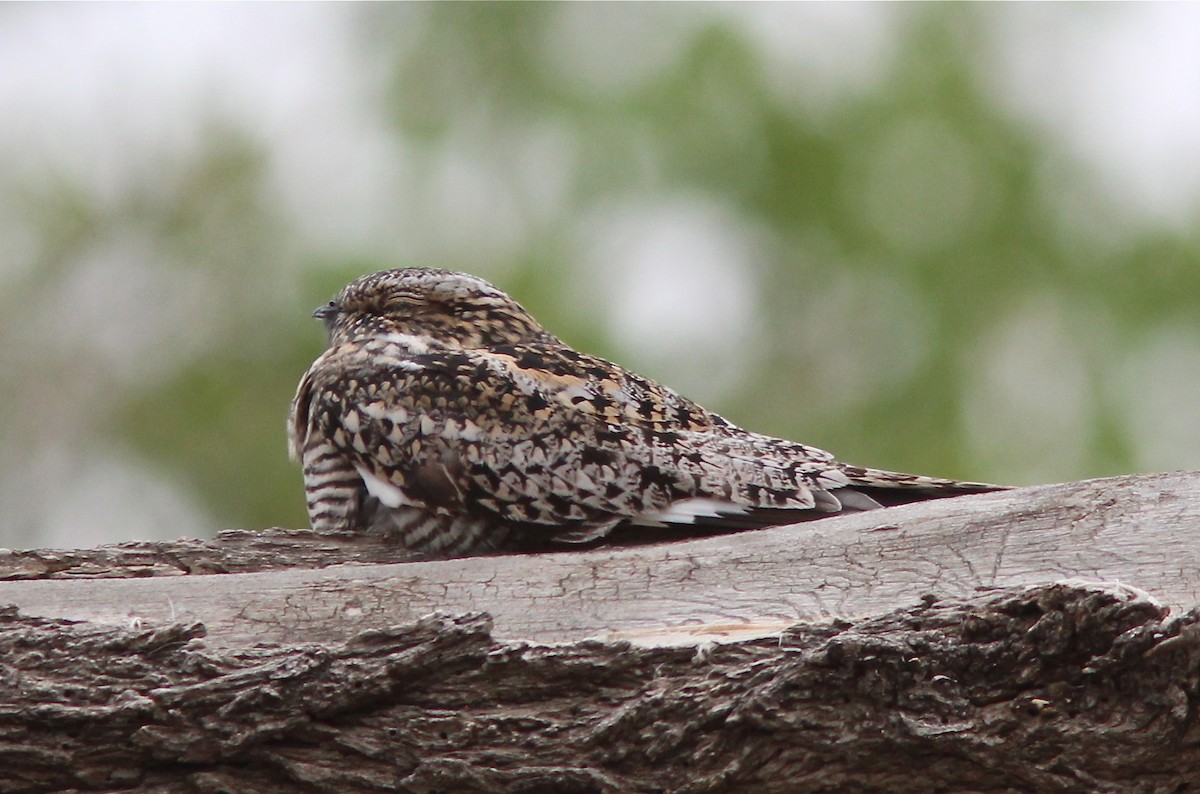 Common Nighthawk - ML281446881