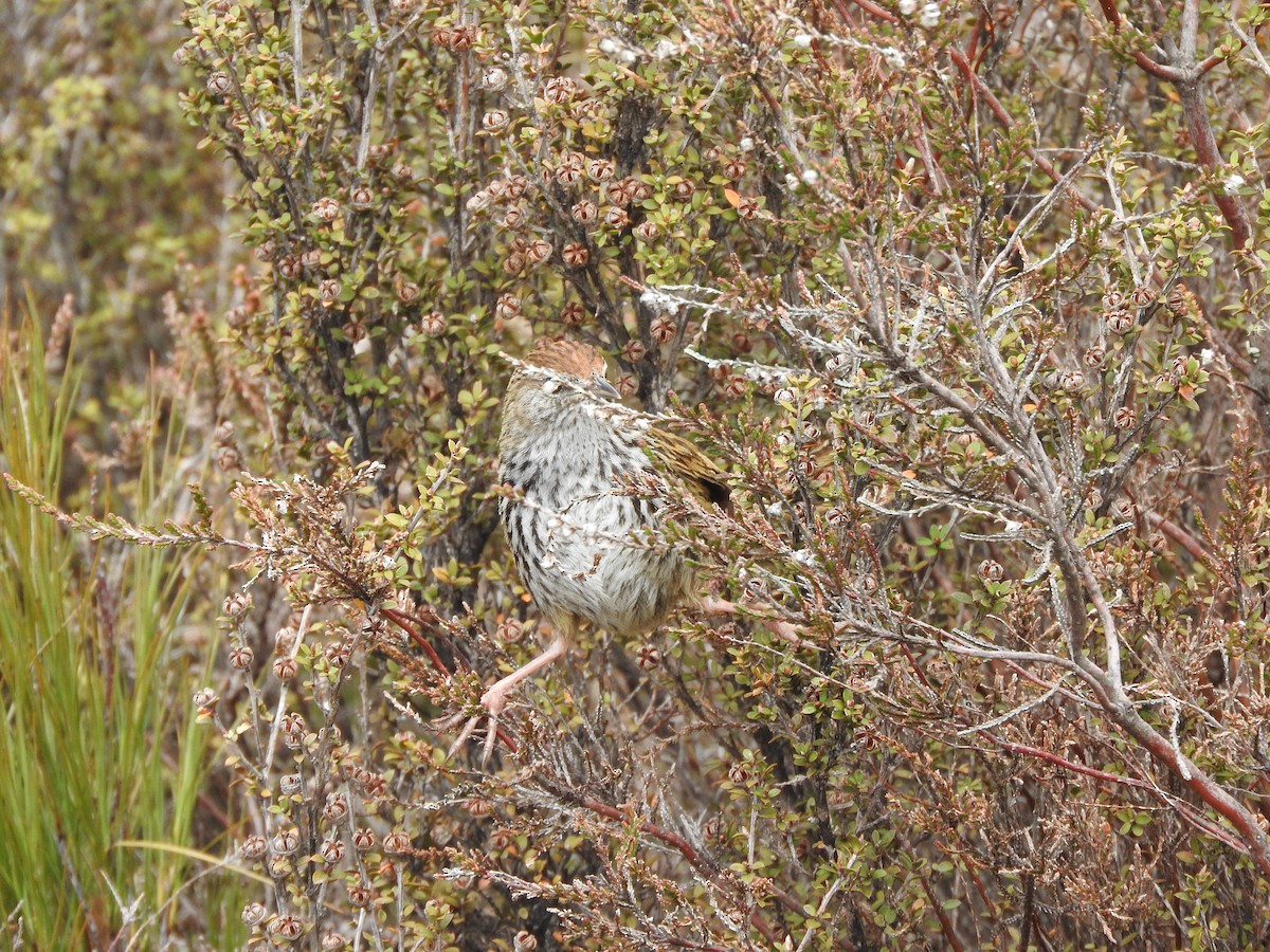 New Zealand Fernbird - ML281447021