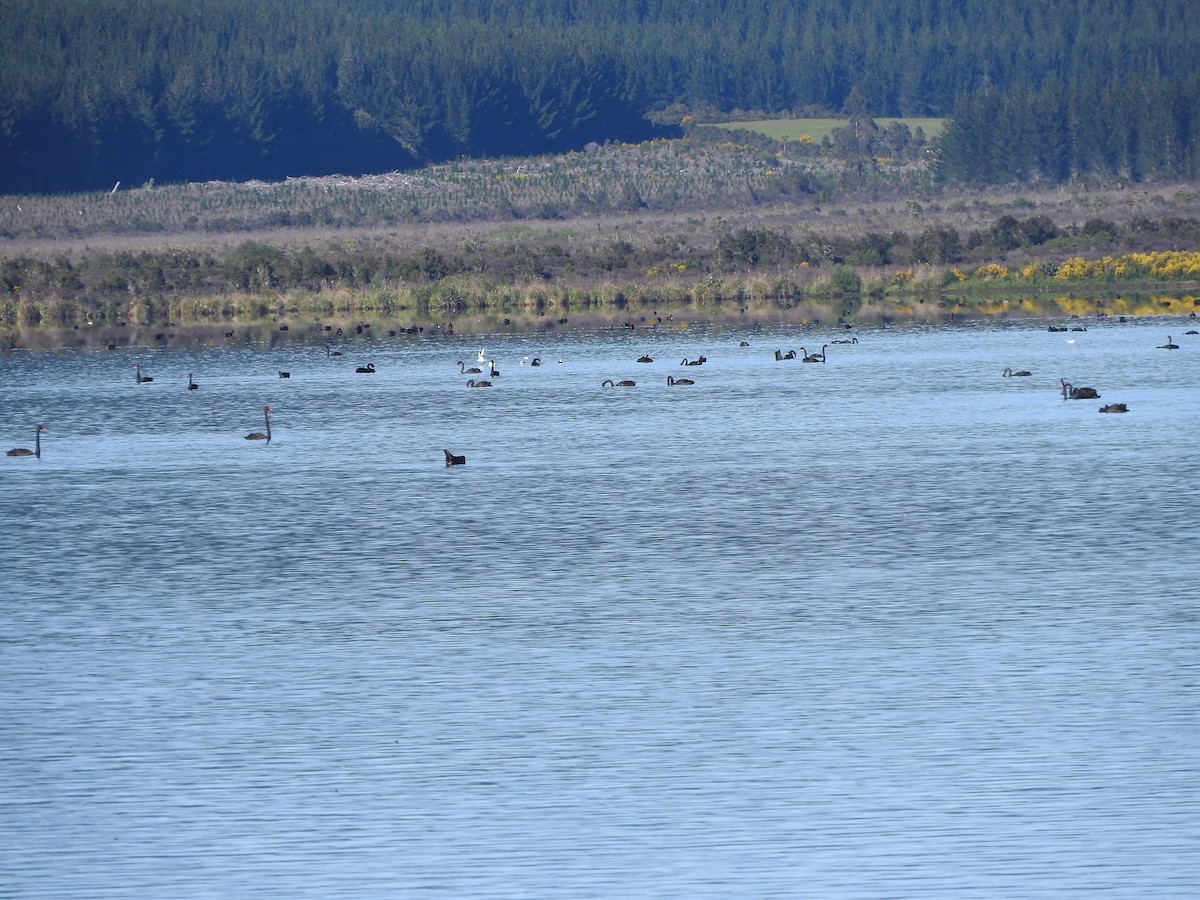 Black Swan - David Riddell