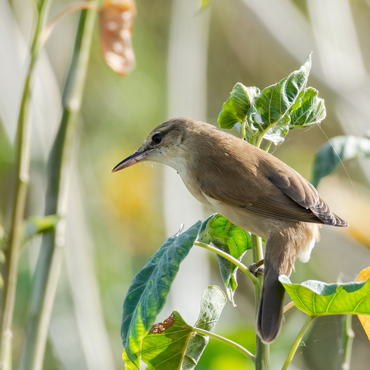 Clamorous Reed Warbler - ML281448781