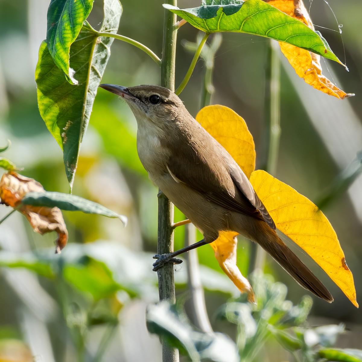 Clamorous Reed Warbler - ML281448851