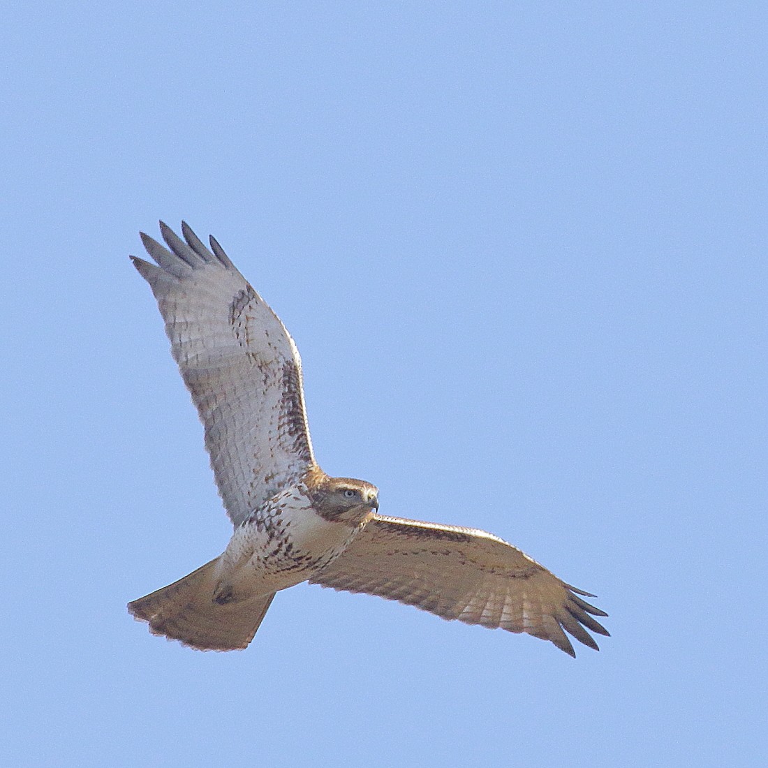 Red-tailed Hawk - ML281449151