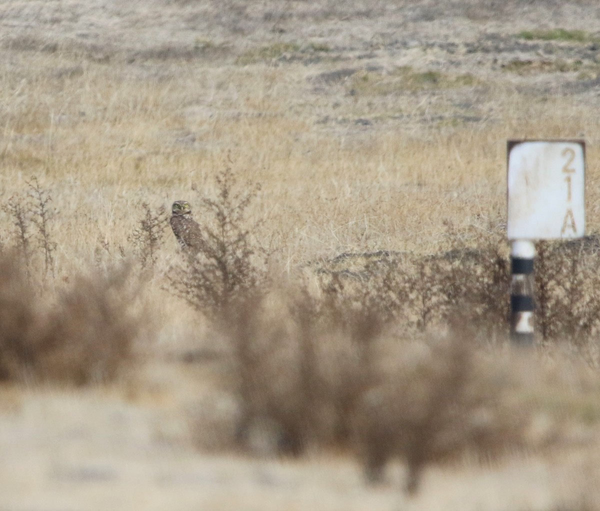 Burrowing Owl - Ryan Phillips