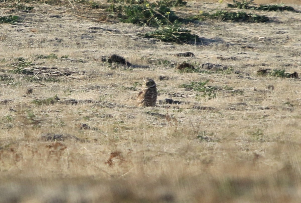 Burrowing Owl - Ryan Phillips