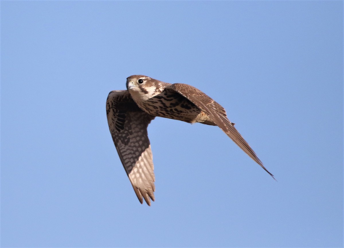 Prairie Falcon - ML281449671