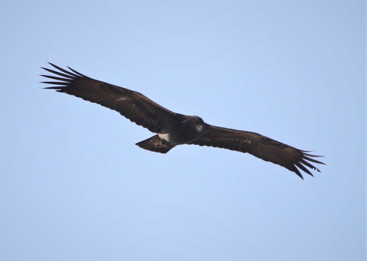 Golden Eagle - ML281449941