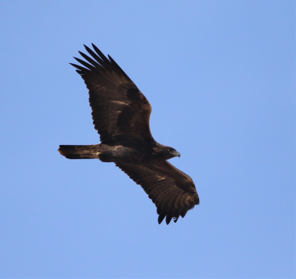 Golden Eagle - ML281449951