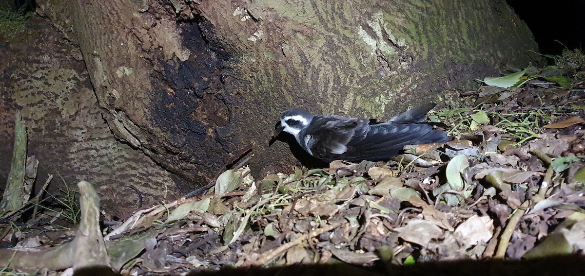 White-faced Storm-Petrel - ML281450061