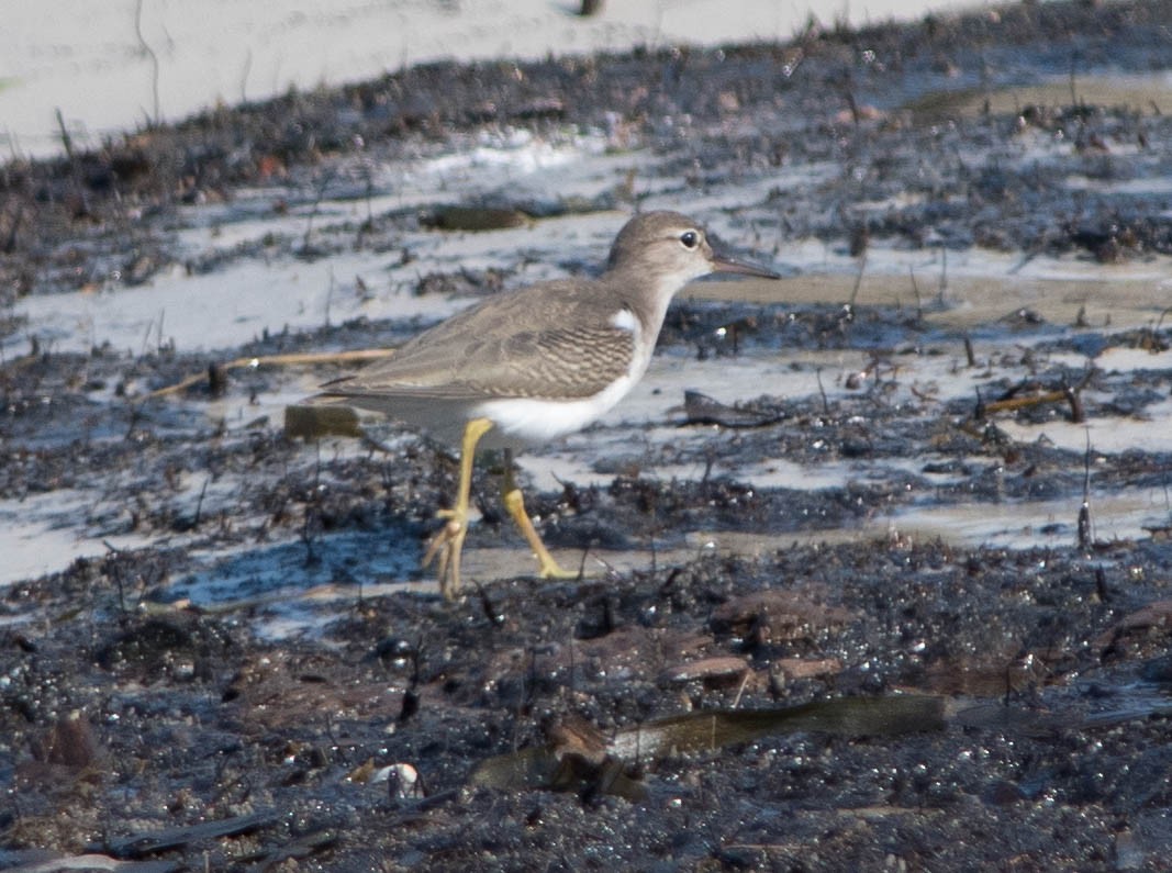 Spotted Sandpiper - Jordan Broadhead