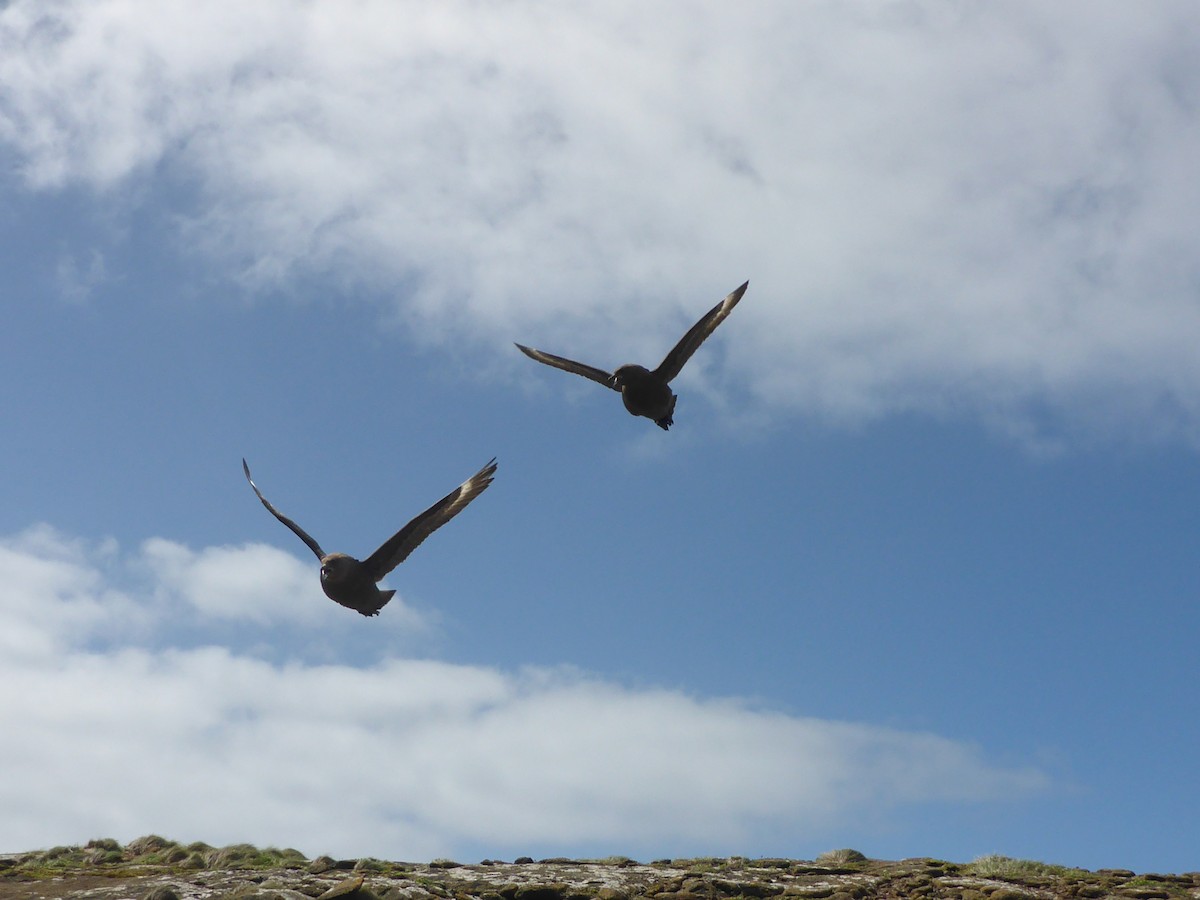 Brown Skua (Subantarctic) - Anita  Spencer