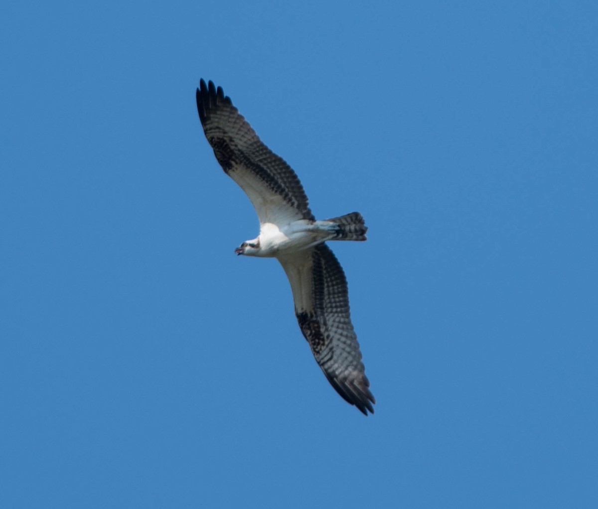 Osprey - ML281451111