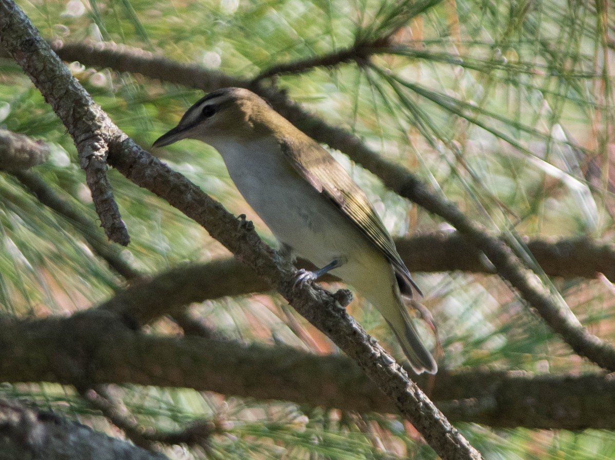 Kızıl Gözlü Vireo - ML281451351