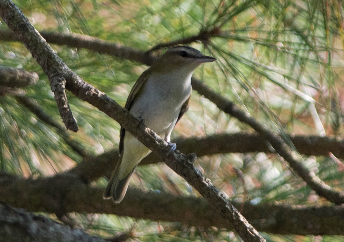 rødøyevireo - ML281451361