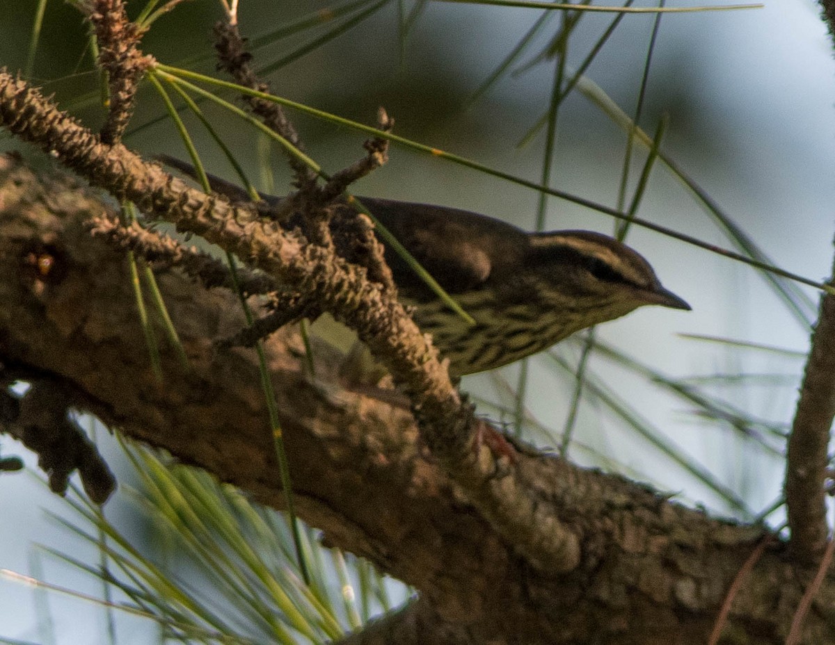 Northern Waterthrush - ML281451551