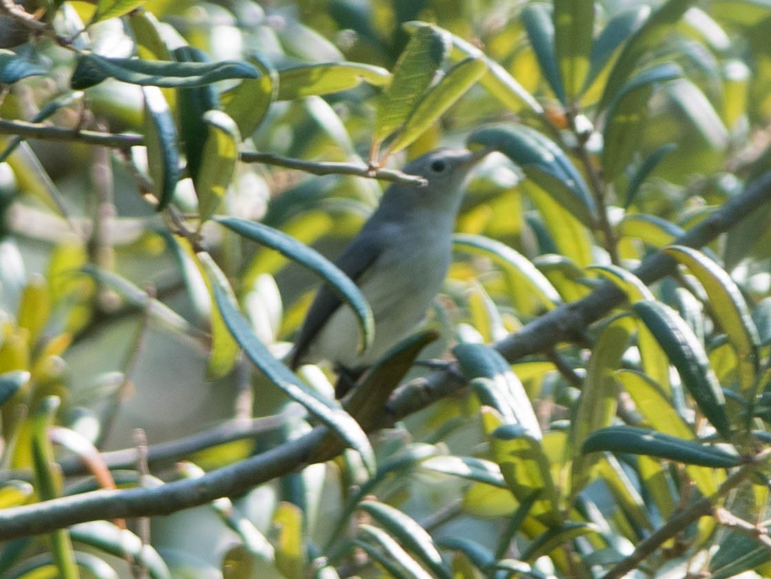 Blue-gray Gnatcatcher - ML281451641