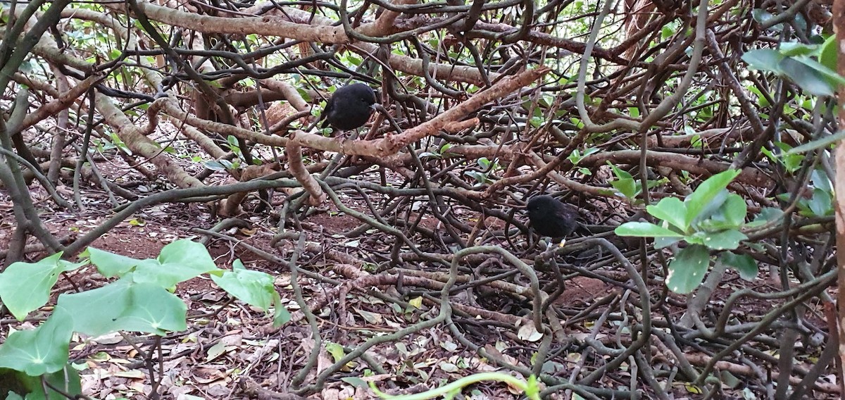 Black Robin - ML281452121