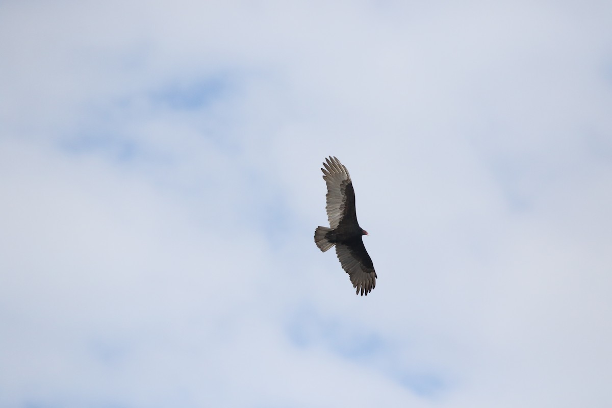 Turkey Vulture - Ryan Phillips