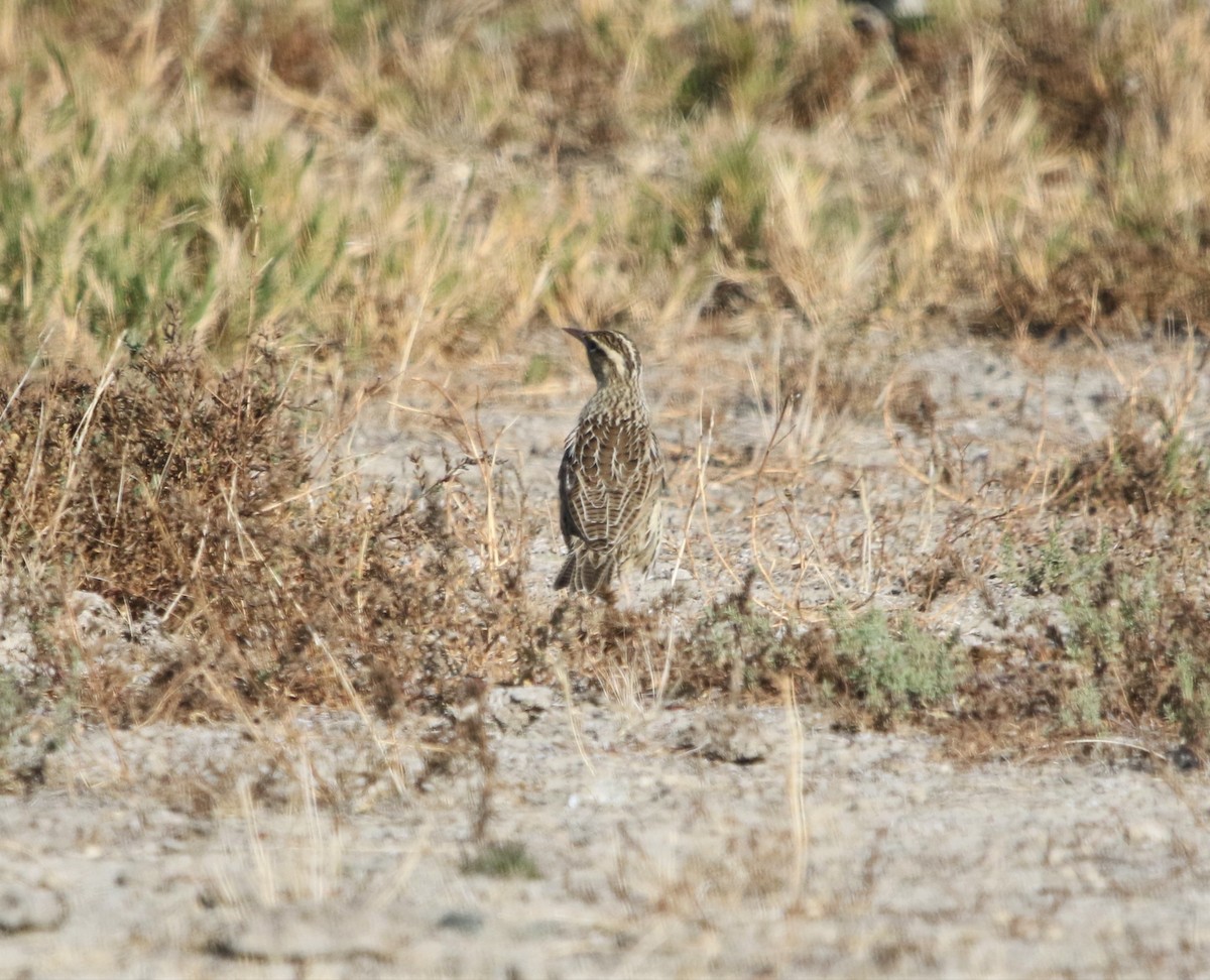 Western Meadowlark - ML281452621