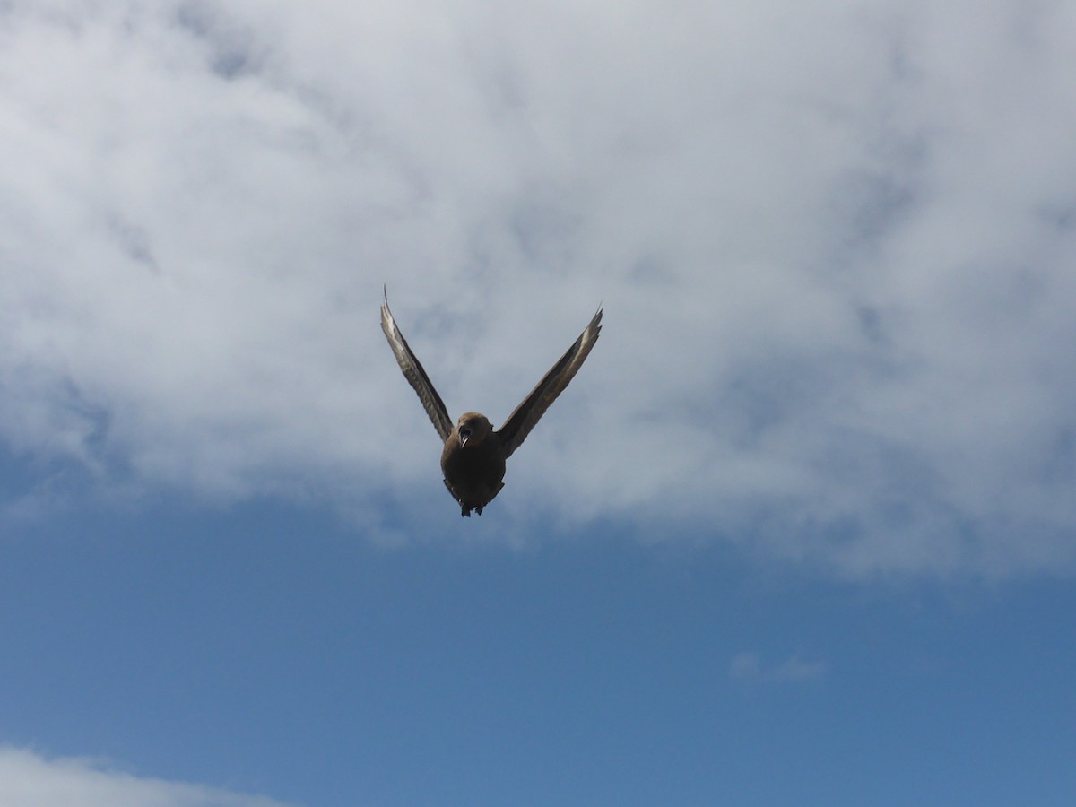 Brown Skua - ML281452891