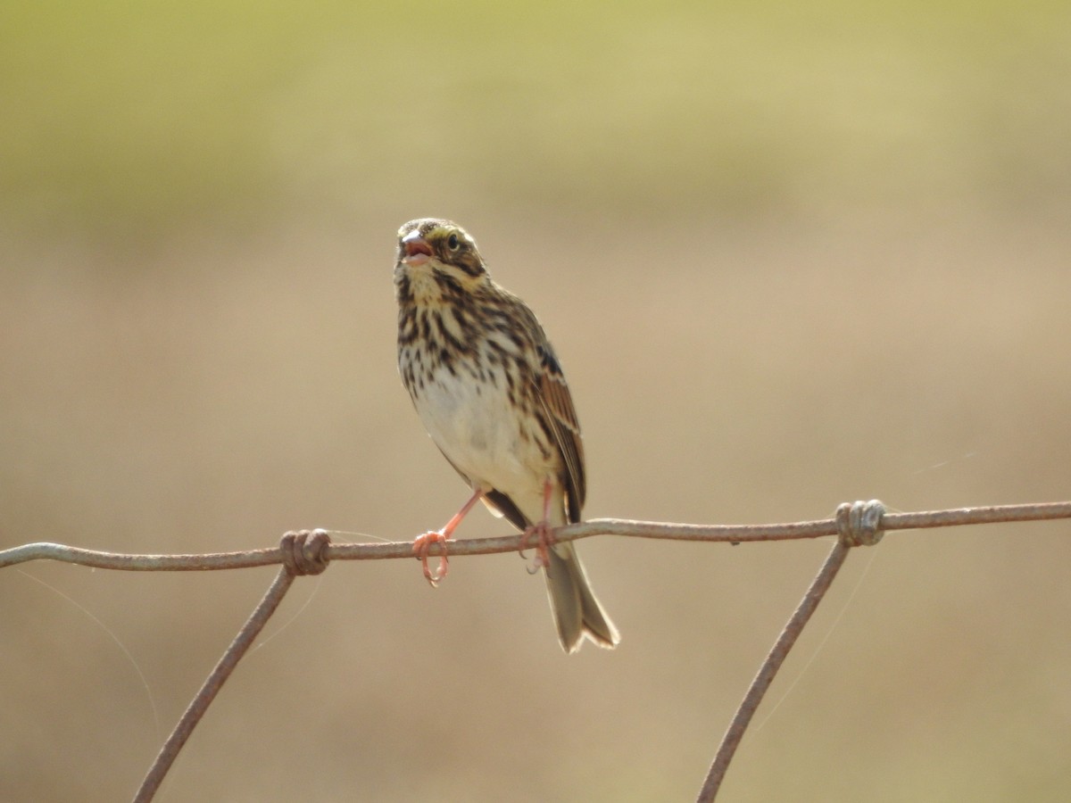 Savannah Sparrow - Bill Stanley