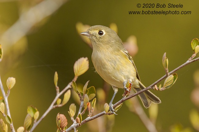 Hutton's Vireo - ML281455281