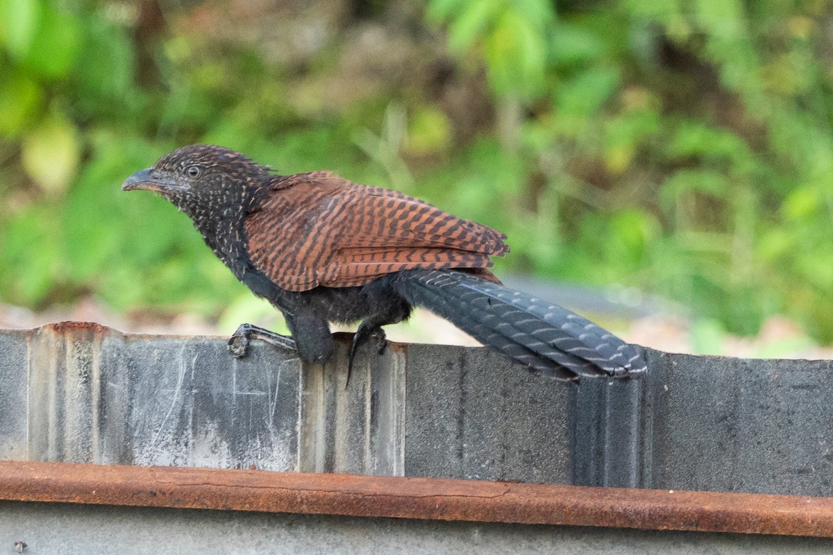 Grand Coucal - ML281457361