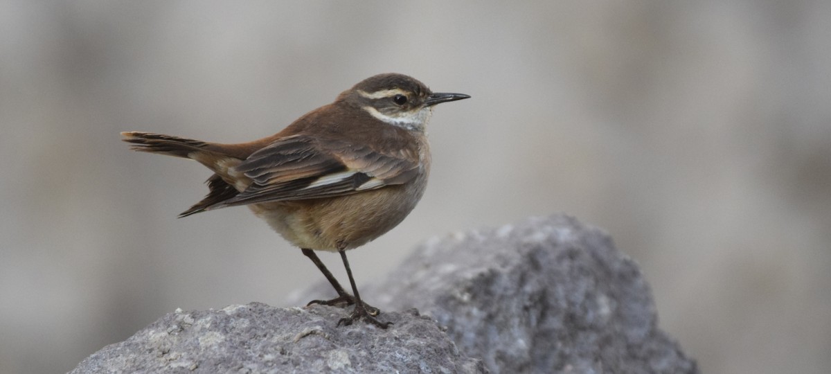 White-winged Cinclodes - ML281457621