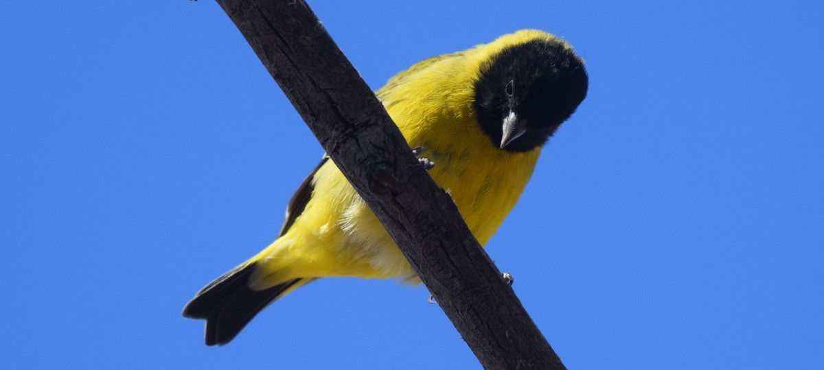 Hooded Siskin - ML281457741