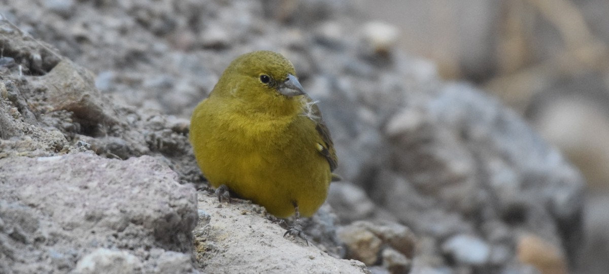 Greenish Yellow-Finch - Joel Díaz Aranda