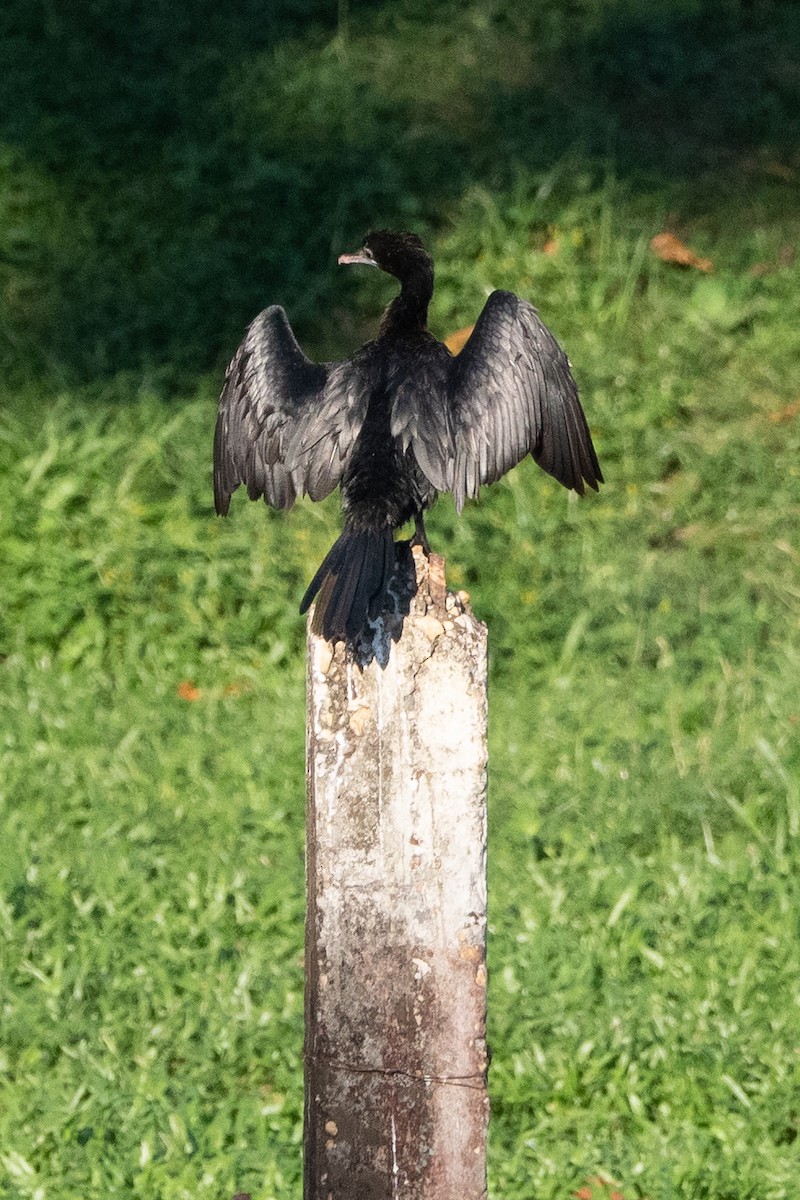 Little Cormorant - Gavin Ailes