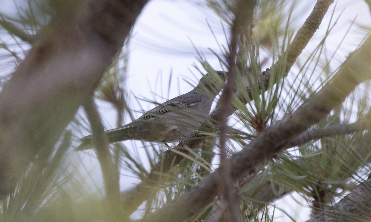 Townsend's Solitaire - ML281458131