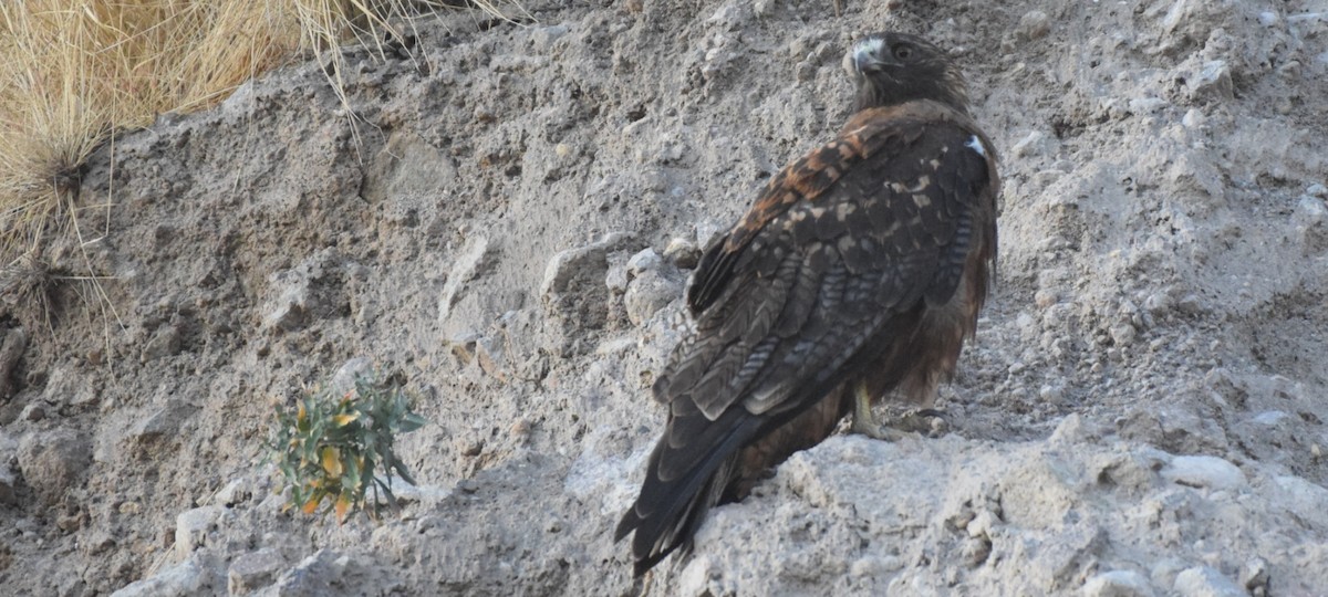 Black-chested Buzzard-Eagle - ML281458521