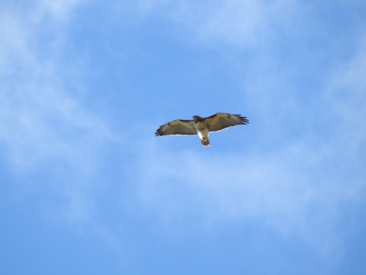Red-tailed Hawk - ML281458711